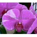 Орхидея 2 ветки (Doritaenopsis-Chian-Huey-Red-Rose)